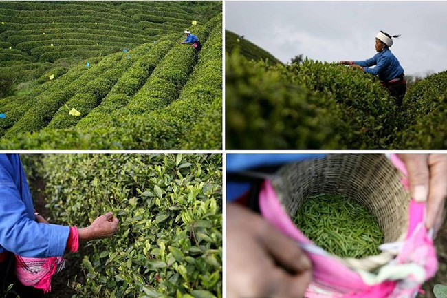 茶农在茶园采摘春茶